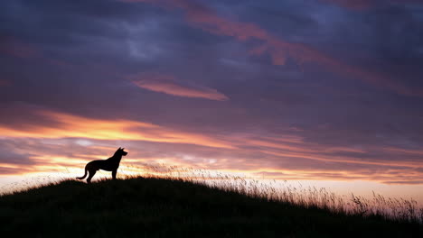 dog silhouette at sunset
