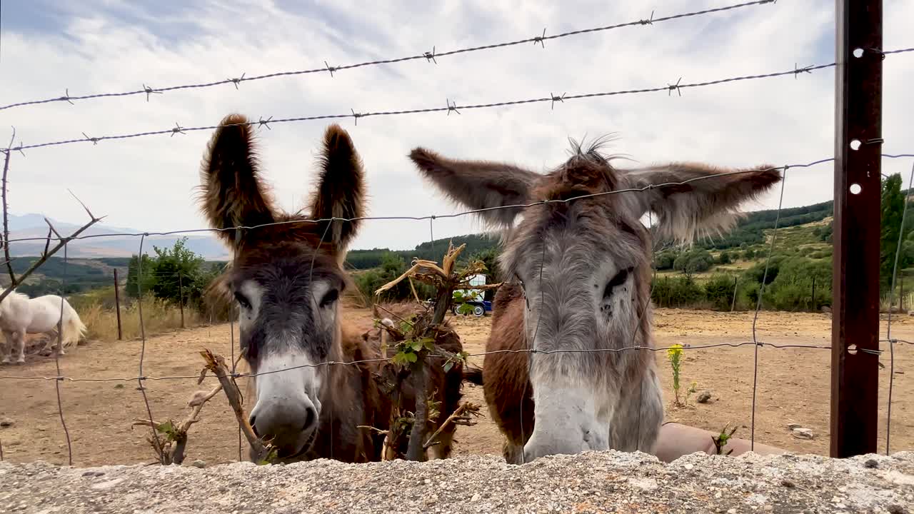 Two Donkeys Looking Over a Fence