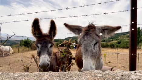 two donkeys looking over a fence
