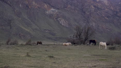 Horses-graze-under-cloudy-skies-in-a-meadow-on-the-outskirts-of-Fitz-Roy-National-Park-Argentina