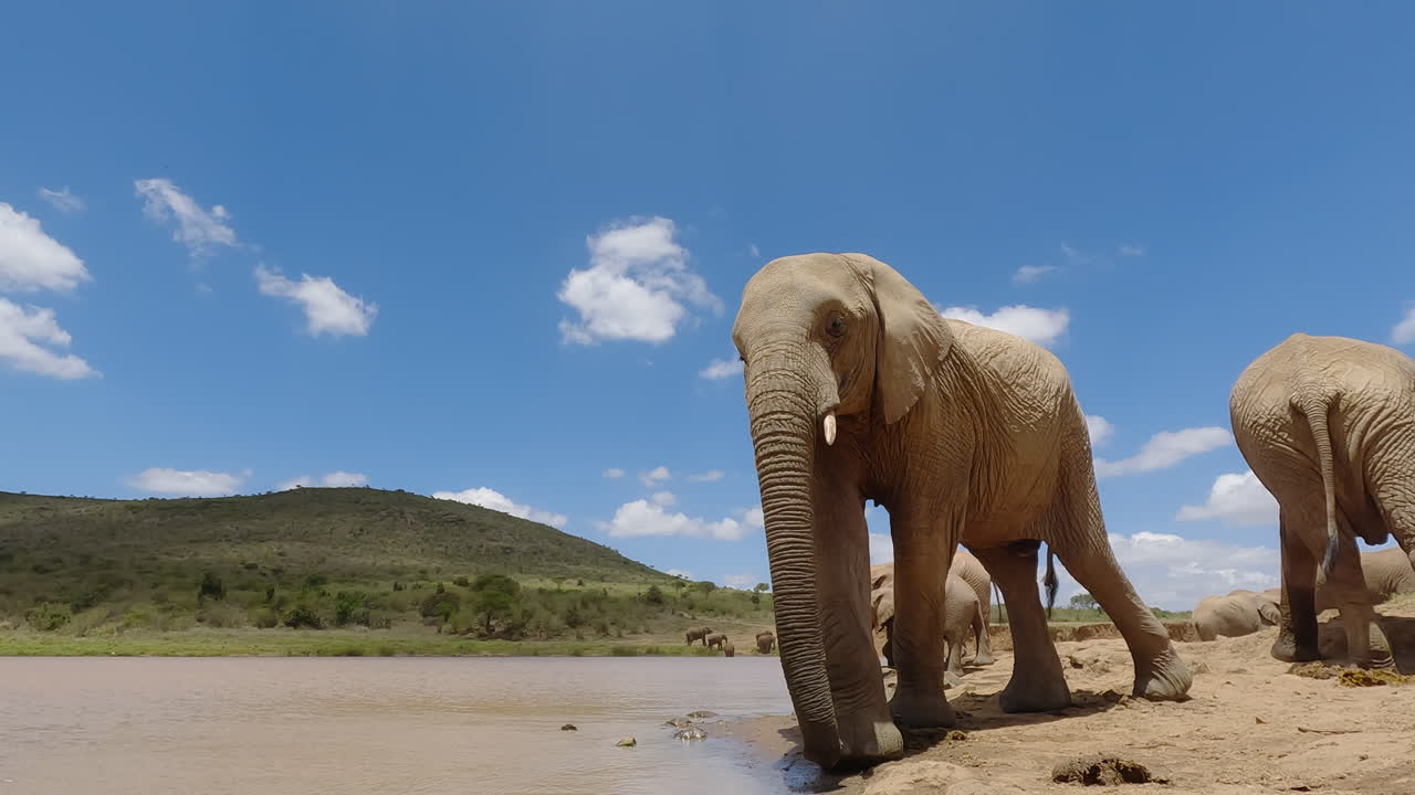 Afrikansk elefant der går ud af et vandhul
