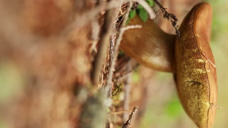 Vertical-Shot-Of-A-Mushroom-Growing-In-Forest-Foreground