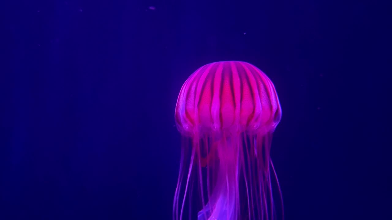 Glowing jellyfish drifting gracefully in a dark aquarium, highlighted by vibrant pink light