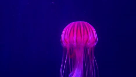 Glowing-jellyfish-drifting-gracefully-in-a-dark-aquarium,-highlighted-by-vibrant-pink-light