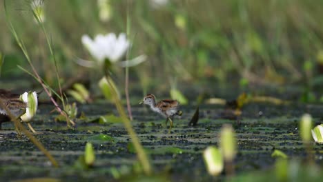 jacana de cola de faisán con hermosos pollitos alimentándose en el estanque de lirios de agua por la mañana