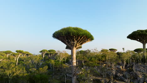 socotra native tree - dracaena cinnabari, dragon blood tree in firmhin forest of yemen