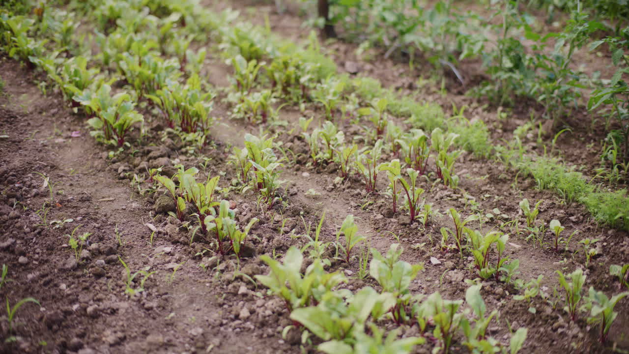 plántulas de remolacha roja muy jóvenes en las camas en el jardín de la casa