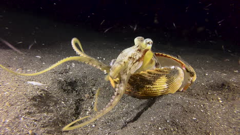 Coconut-octopus-feeding-on-plankton-during-night