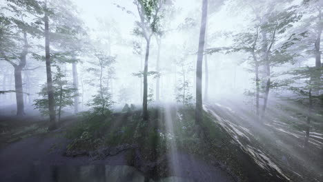 misty forest with sunlight filtering through tall trees at dawn