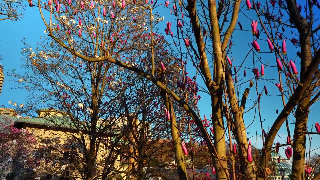 Alberi di magnolia rosa e bianca in fiore su sfondo urbano. Vivaci fiori di magnolia rosa e bianca su alberi alti in un giardino botanico cittadino durante la primavera