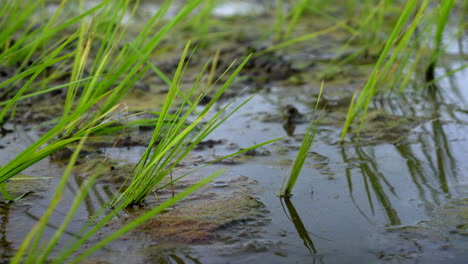 Cultivo-De-Arroz-En-Arrozales-De-Kerala-En-Tierras-Húmedas,-Cultivo-De-Arroz-Indio,-Plantas-De-Arroz-Para-Bebés