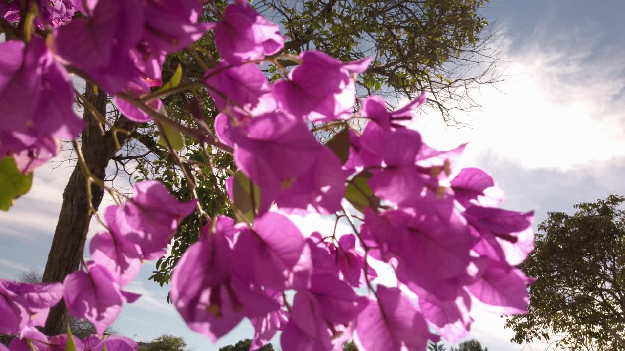 flores de buganvillas moradas con sol brillante detrás, primer plano