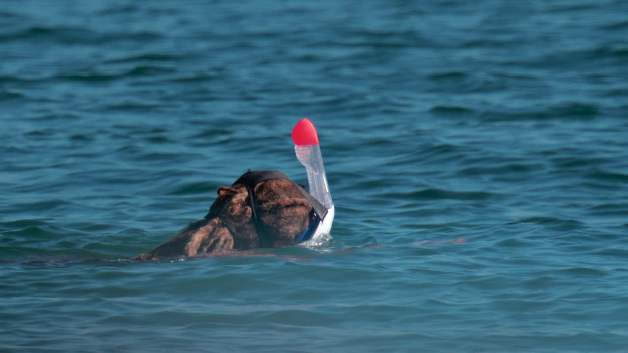 A woman with dreadlocks and a snorkel mask swims gently on the surface of the water