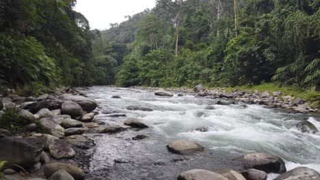 tilting shot of a river in a wild rainforest jungle with a fresh water stream