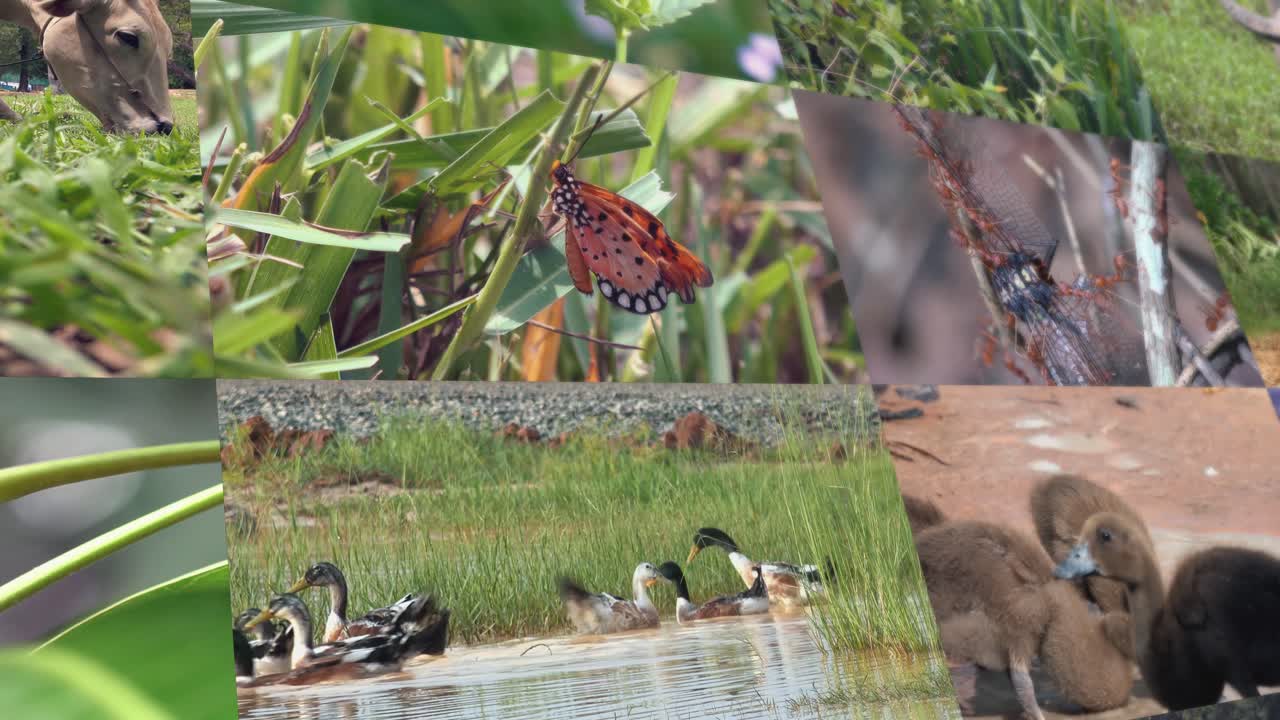 複数の野生動物や自然のクリップ間を移動する
