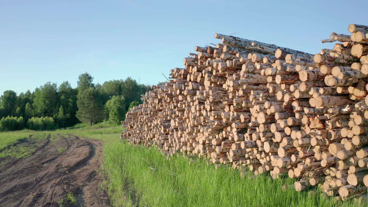 troncos cortados de abedul en el prado verde en el bosque