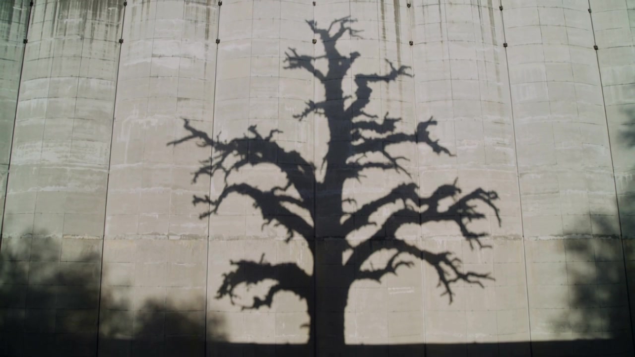 Sunlight casting leafless tree shadow, thin branch shadows shifting on concrete wall with stains