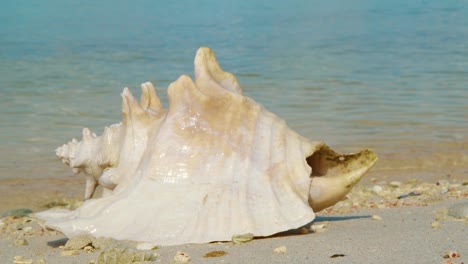 una hermosa caracola vacía llegó a la costa en una playa tranquila en bonaire