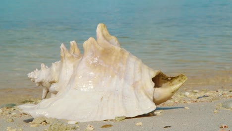 a beautiful empty conch washed ashore on a calm beach in bonaire