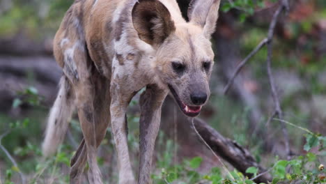 african wild dog walking on savanna in south africa