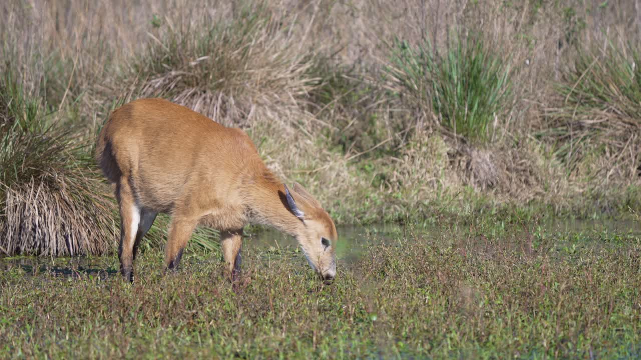 Female Marsh Deer Foraging In The Marsh. - wide shot