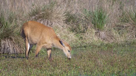 female marsh deer foraging in the marsh. - wide shot