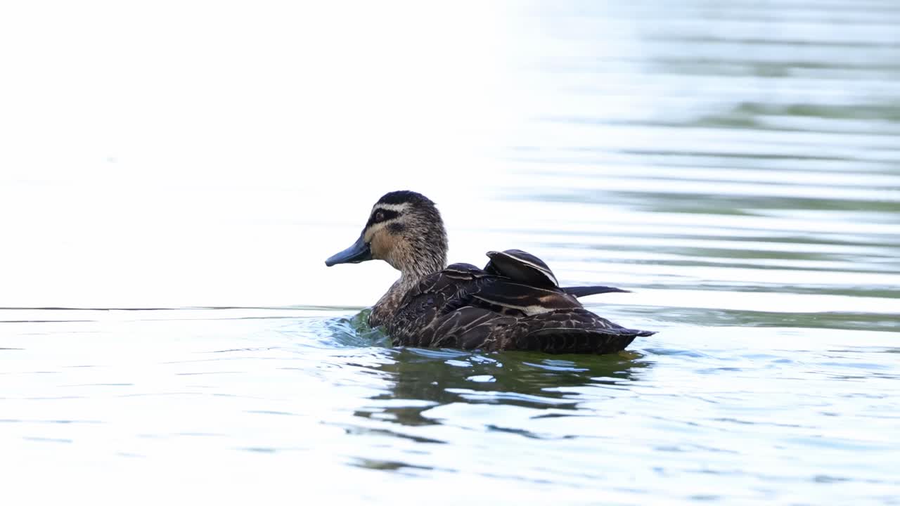 A duck gently floats and preens on calm, reflective water, creating ripples around it.