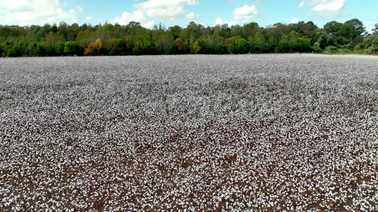 descenso aéreo a un campo de algodón cerca de montgomery, alabama.