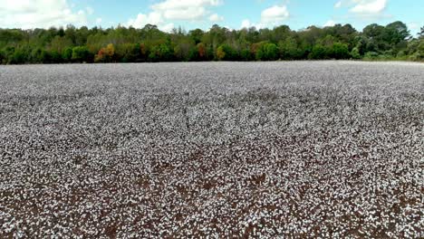 aerial descent to cotton field near montgomery alabama