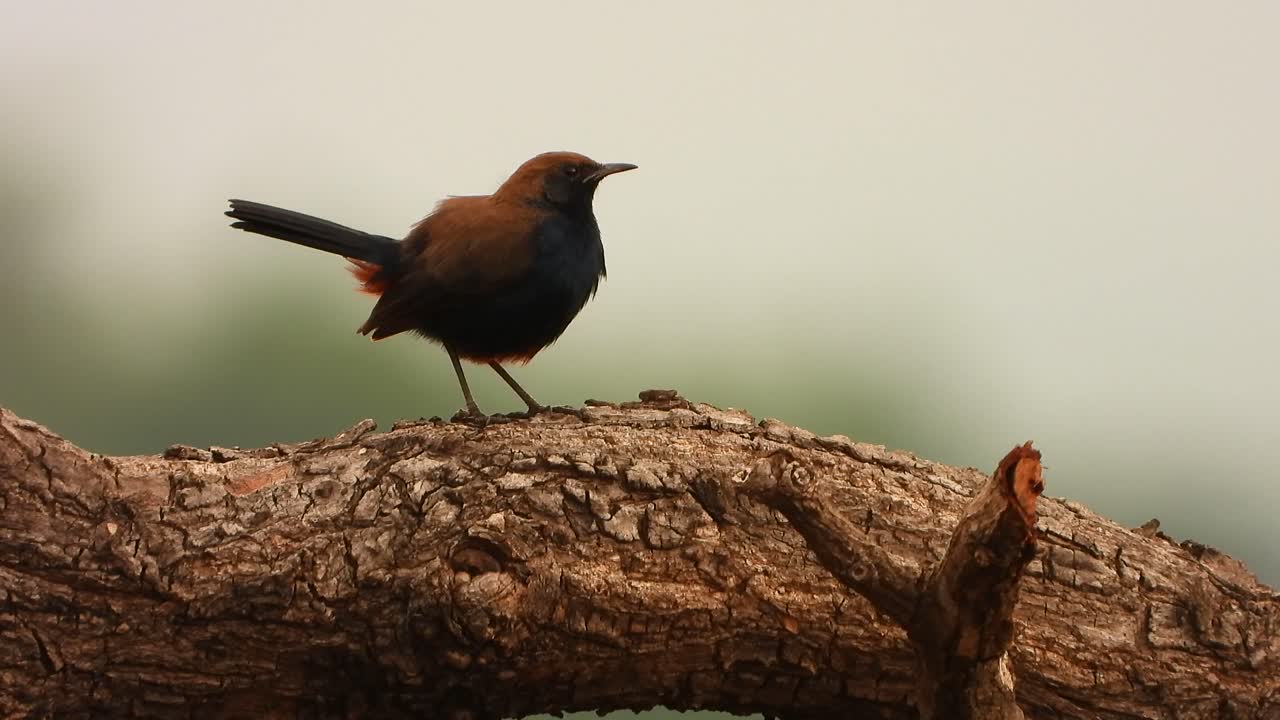 Pettirosso indiano sull'albero, video mp4 4k.