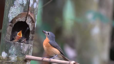 a mother worm flycatcher bird came to give food to her two children and then flew away again