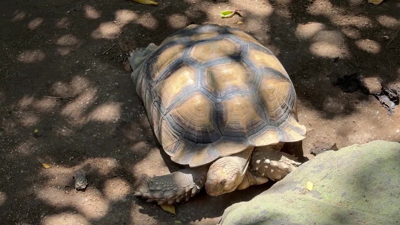 Large African Spurred Tortoise Resting on Dirt Ground