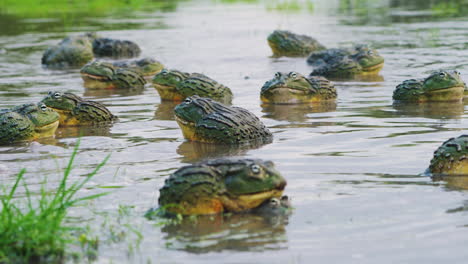 ejército de ranas toro africanas se congrega en el río durante la temporada de apareamiento en un día lluvioso