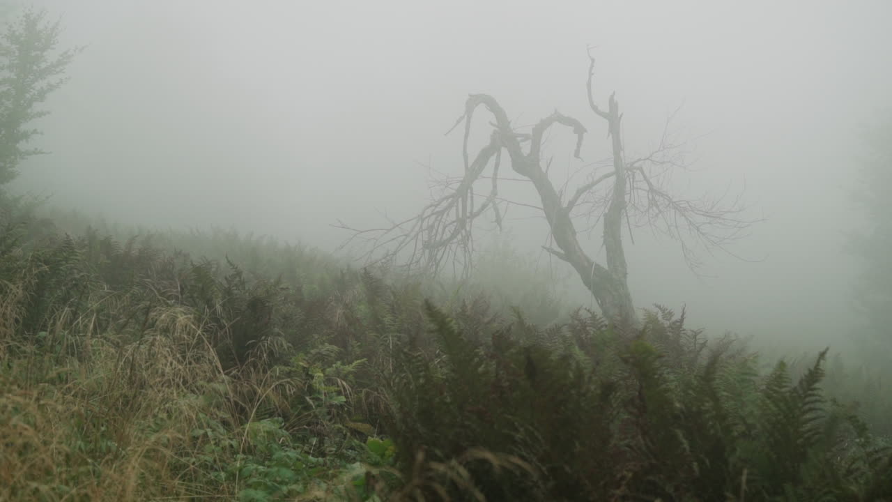 Foresta nebbiosa con albero morto
