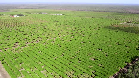 Drohnenaufnahmen-Einer-Mangofarm.-Ackerland-Im-Ländlichen-Outback-Australiens