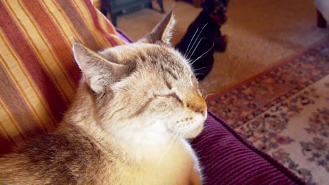 gato blanco durmiendo en un sofá con un perro en el fondo