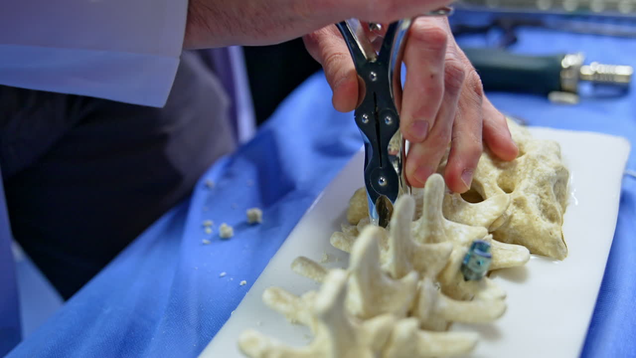 Male hands apply metal tool to cut off the pieces of a plastic dummy of spine. Educator demonstrates usage of neurosurgical instrument. Close up.
