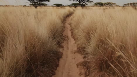 african savanna path