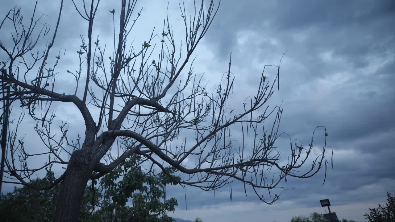Shot of a leafless tree with a few budding leaves silhouetted against a dramatic overcast sky. The frame captures the contrast between nature’s quiet resilience and looming weather.