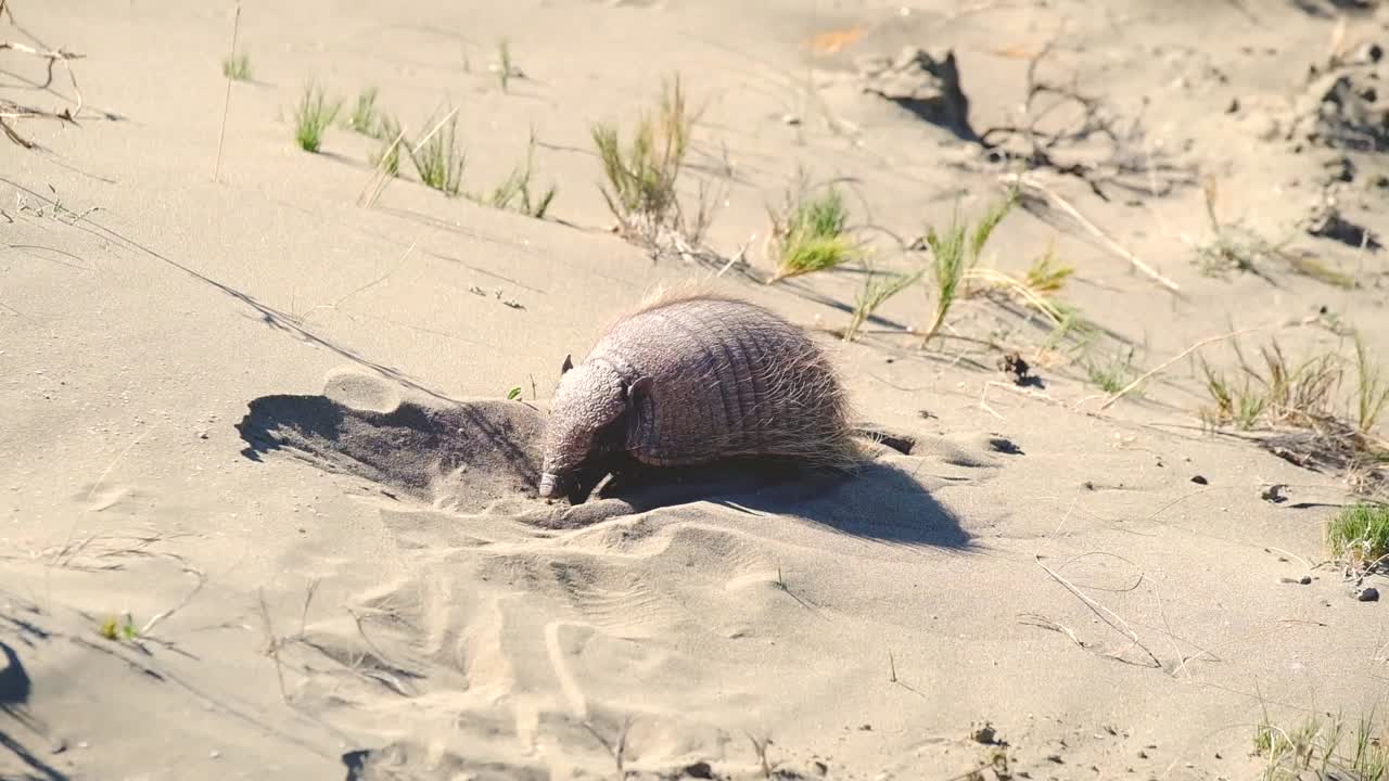 Armadillo in the sand