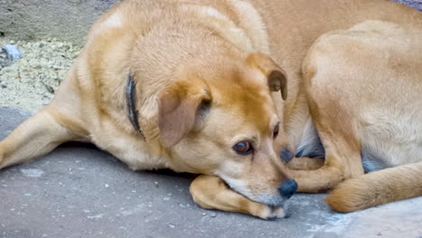 dog with a leash abandoned on the street