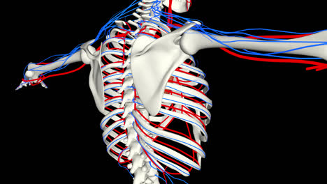 circulatory system and skeleton with alpha channel