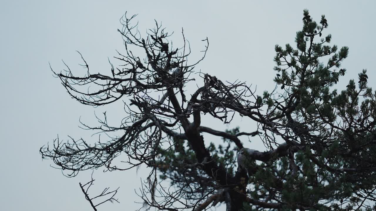 죽은 나무의 마른 시든 가지의 클로즈업