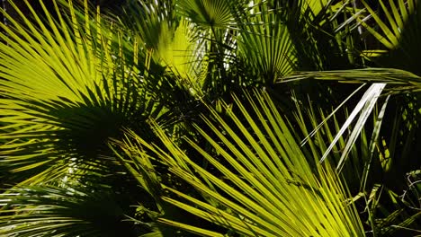 hojas de palma de abanico verde bajo el sol