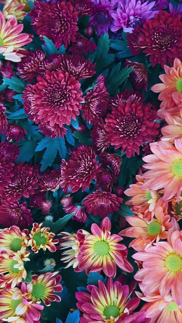 Il colorato bouquet di crisantemi