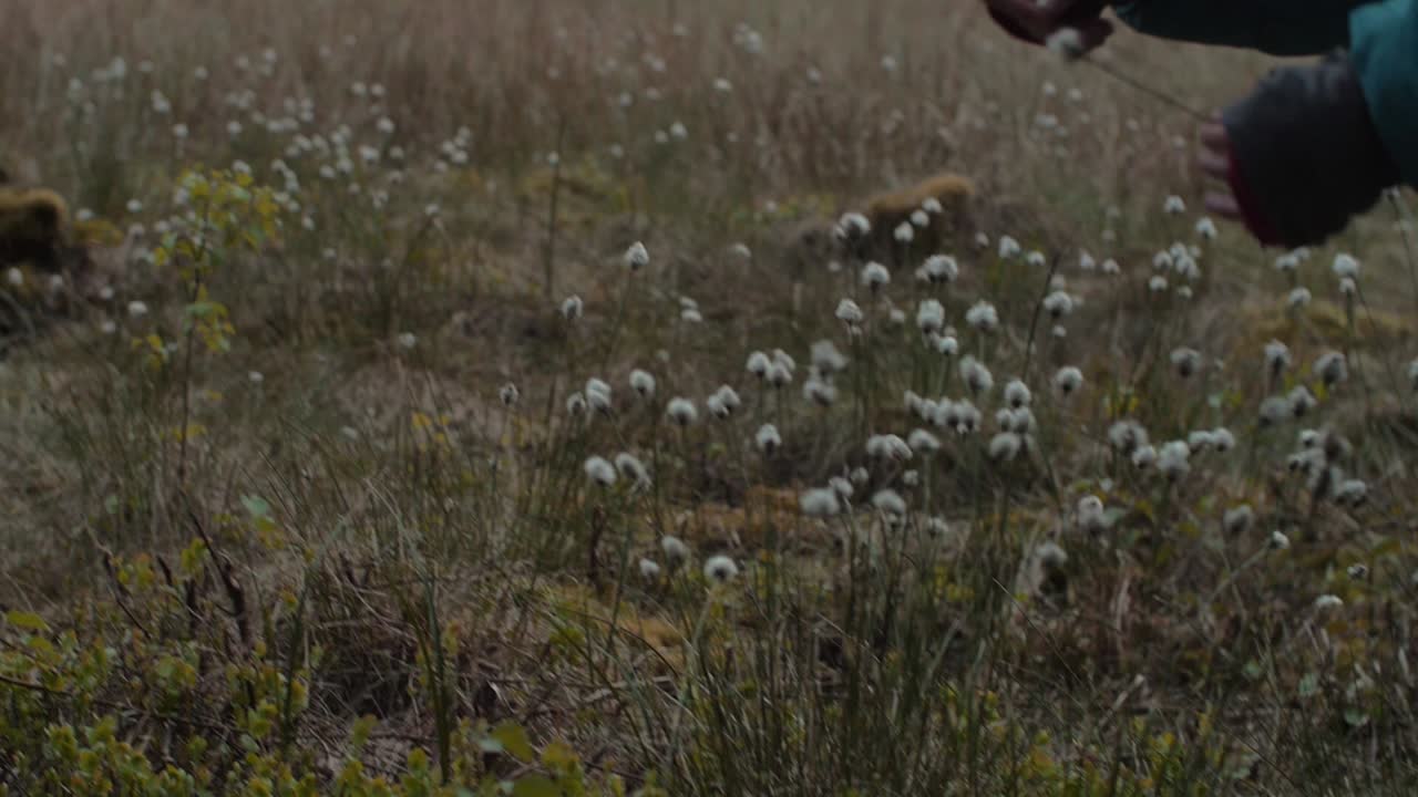 persona che raccoglie una pianta di tipo giunco in una zona paludosa della foresta, panoramica della fotocamera e inclinazione verso il basso