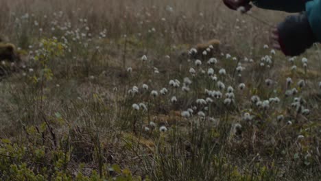 person picking a bulrush type plant in a swampy forest area, camera pan and tilt down
