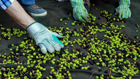 Hand-of-farmers-collecting-harvested-olives-in-farm