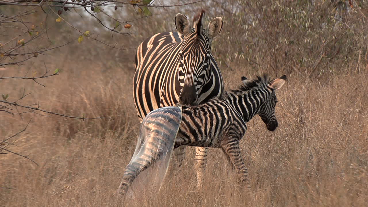 Un puledro di zebra appena nato, ancora coperto dalla sua membrana di nascita, muove i suoi primi passi