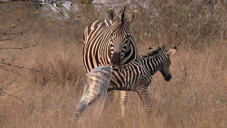 a newborn zebra foal, still covered in its birth membrane, takes its first steps